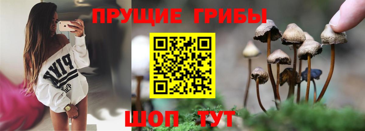 что такое   Кировск  Псилоцибиновые грибы прущие грибы 